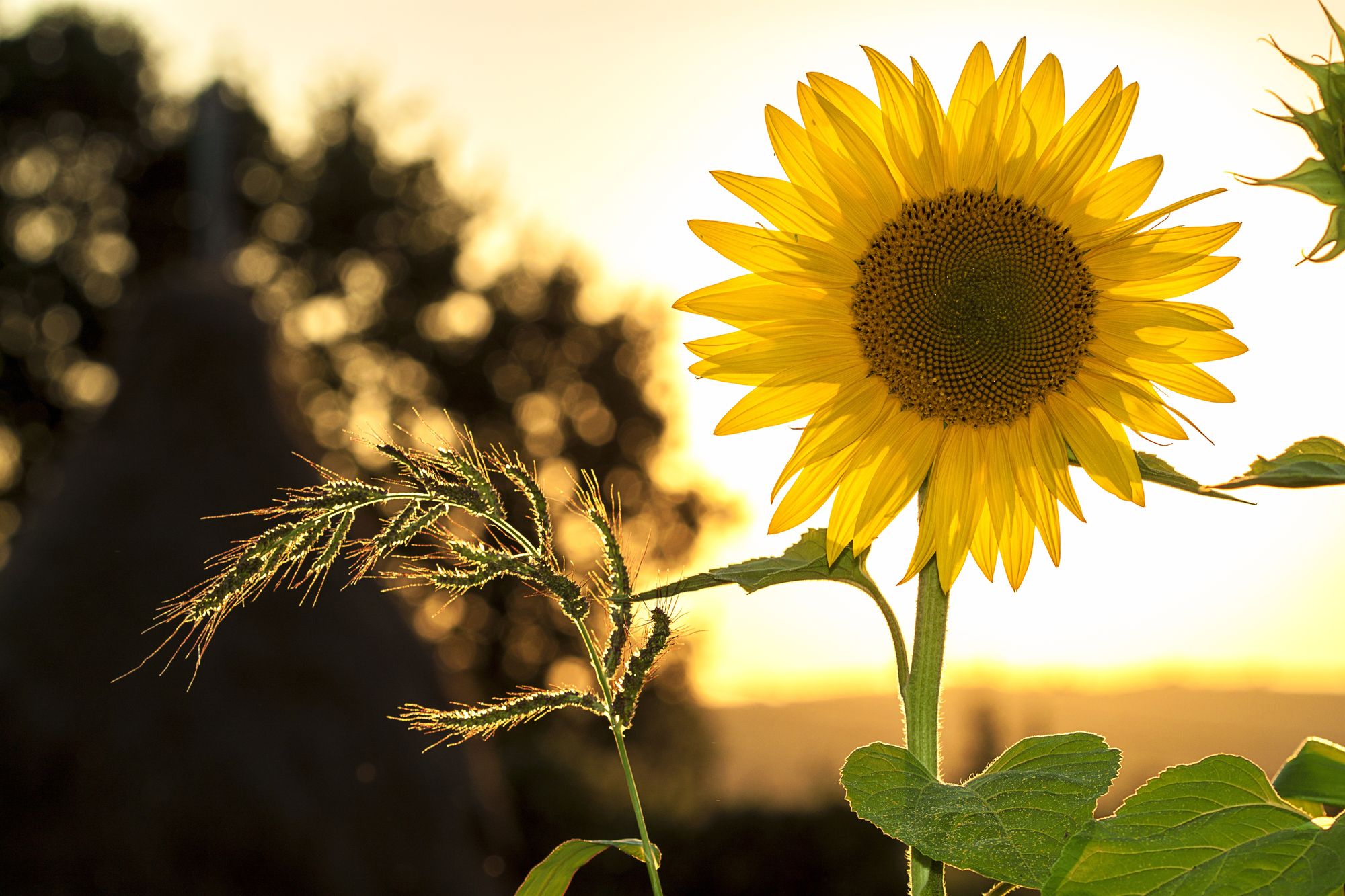sunfower